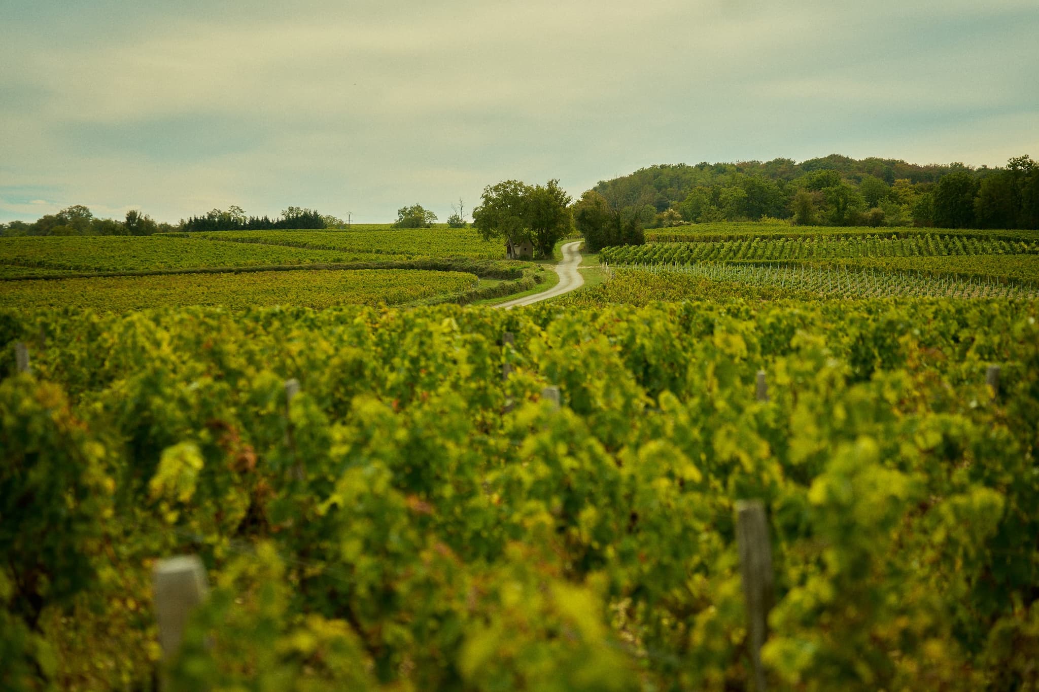 Château de Thauvenay - Image 16